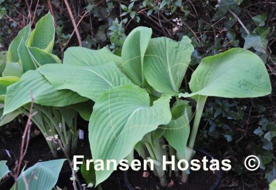 Hosta Arch Duke